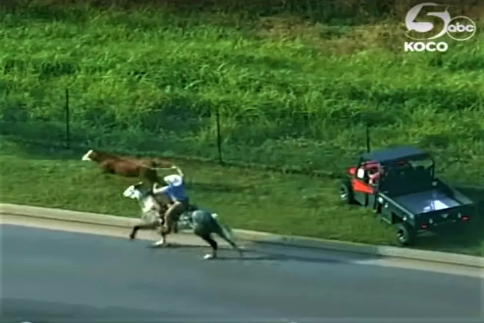 5 Reasons Epic Escaping Cow MUST Be from Minnesota (VIDEO)