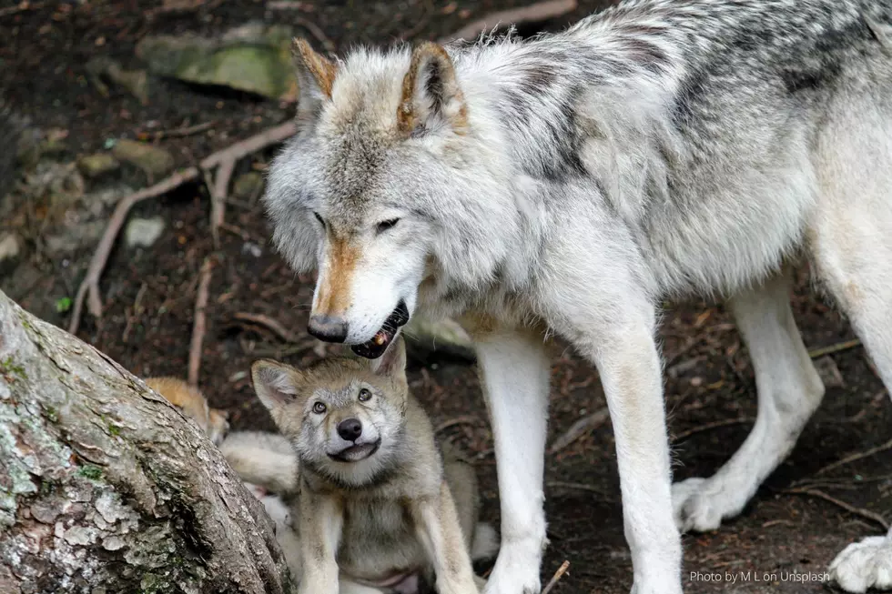 Adorable Baby Wolves Spotted Just 20 Minutes From Rochester