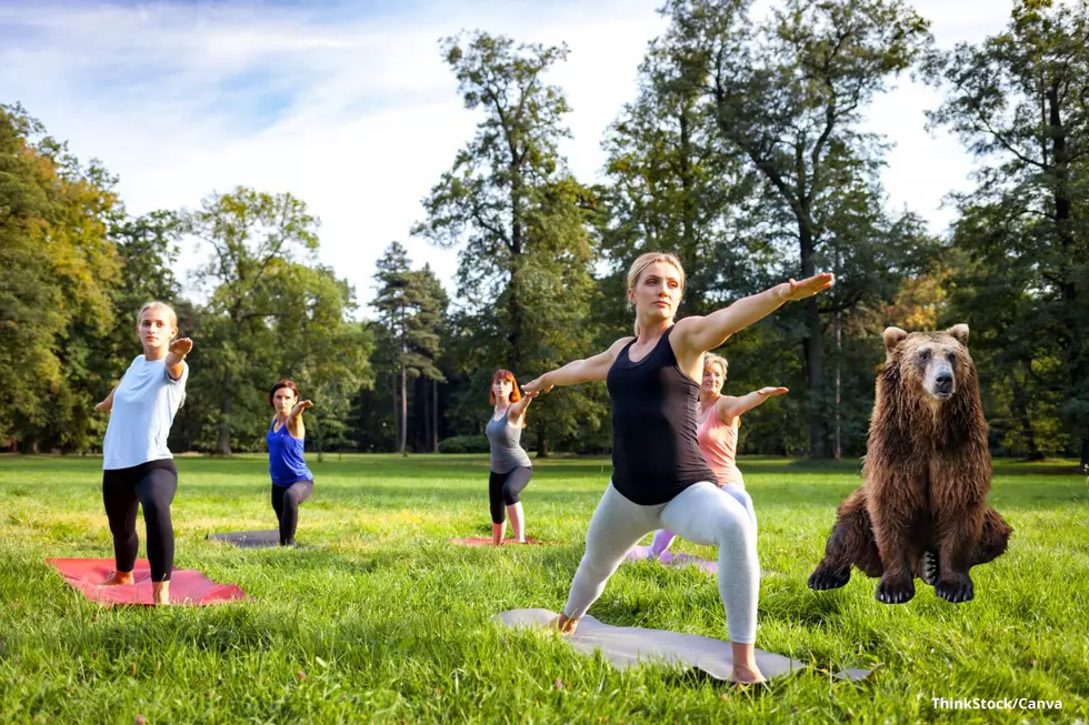Amazing New Yoga Class in Southeast Minnesota is Near a Bear!
