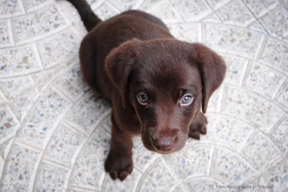 22 of the Most Adorable Puppies
