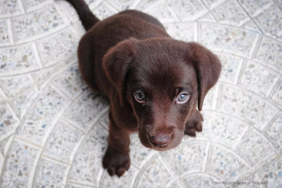 22 of the Most Adorable Puppies Now At Rochester NonProfit