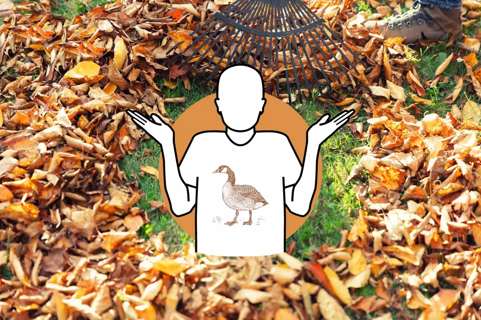 New Rochester Resident, &#8216;What Do I Do With My Yard Waste?&#8217;