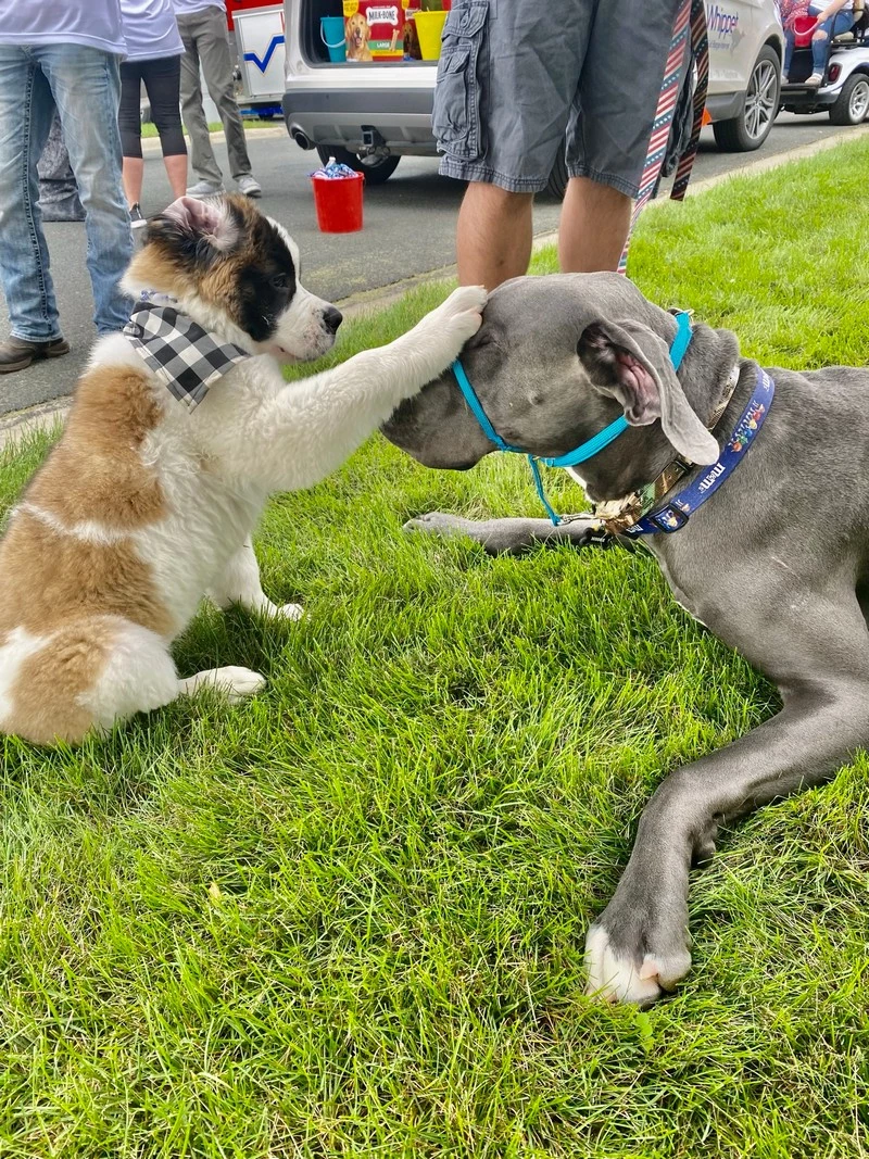 See The Winner Of Rochester's Cutest Dog Contest! (GALLERY)