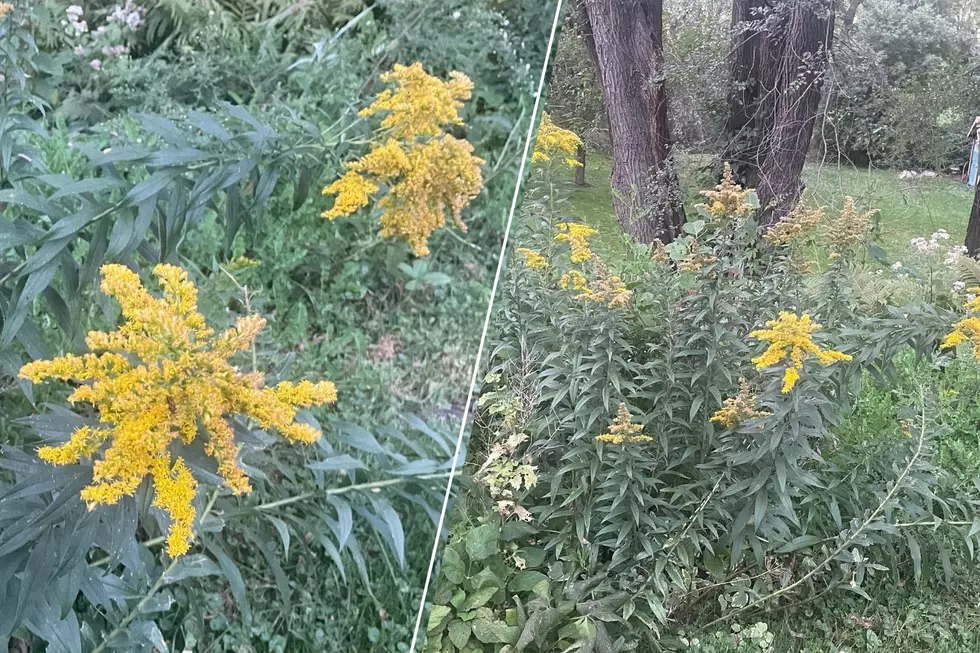 We Now Know What The Yellow Flowers Are in Minnesota Ditches