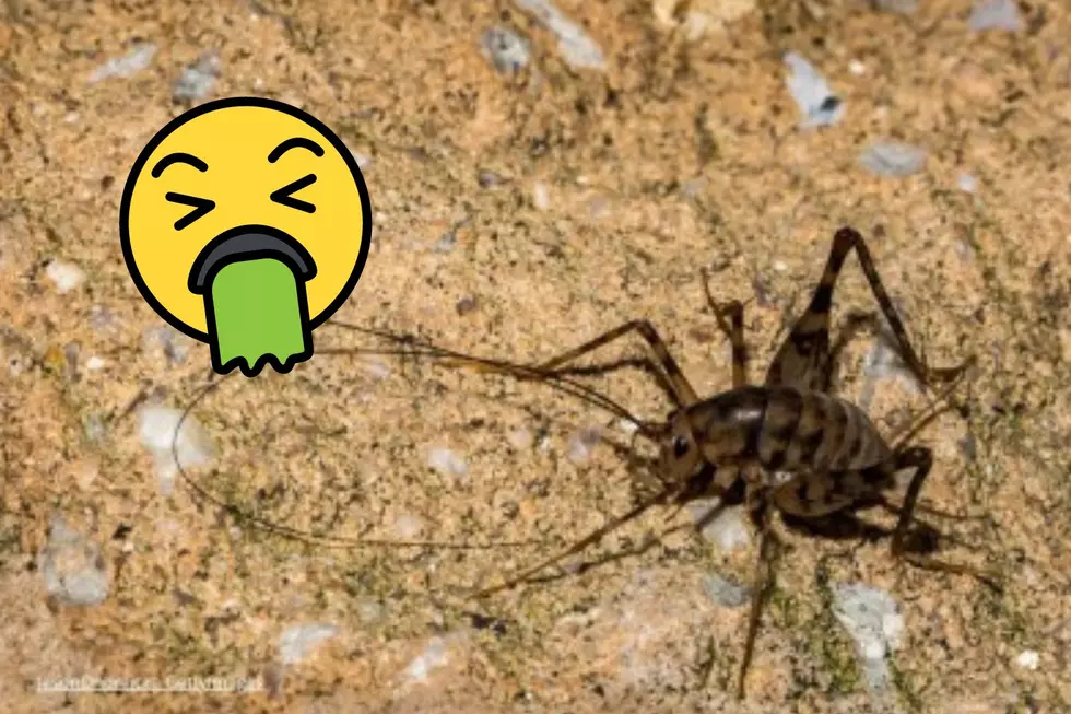 The Most Disgusting Insect in Minnesota that Eats Your House&#8230;Literally