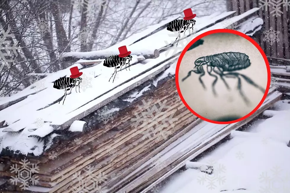 Another Reason to Hate Minnesota Winters: Snow Fleas Are Here