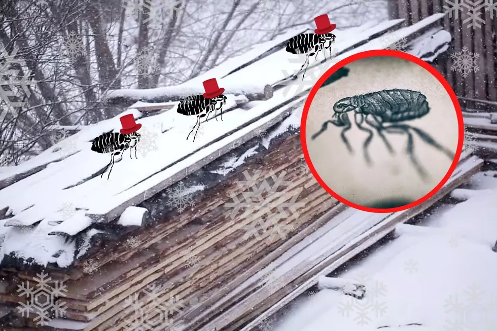 Another Reason To Hate Minnesota Winters: Snow Fleas Are Here