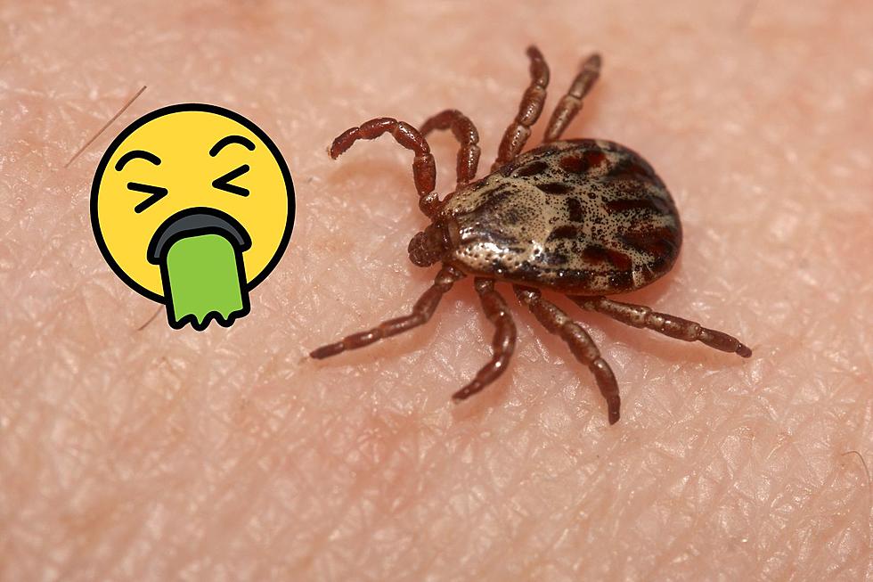 Disgusting Video Shows How Ticks In Minnesota Dig Into Skin