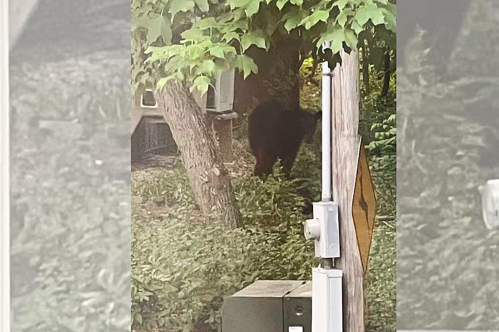 Now 24+ Bear Sightings Near Rochester, MN Including Adorable Cubs