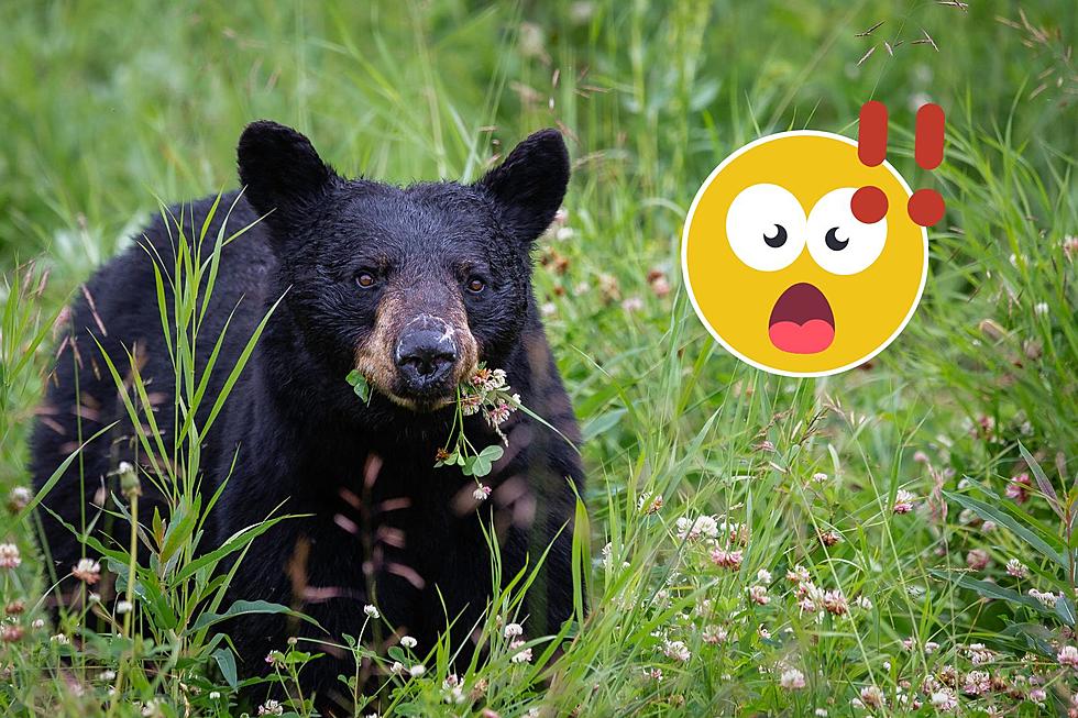 More Bear Sightings In Southeast Minnesota Lead To Warning