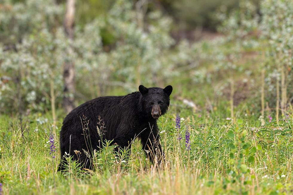 Another New Black Bear Sighting in NE Rochester, Minnesota
