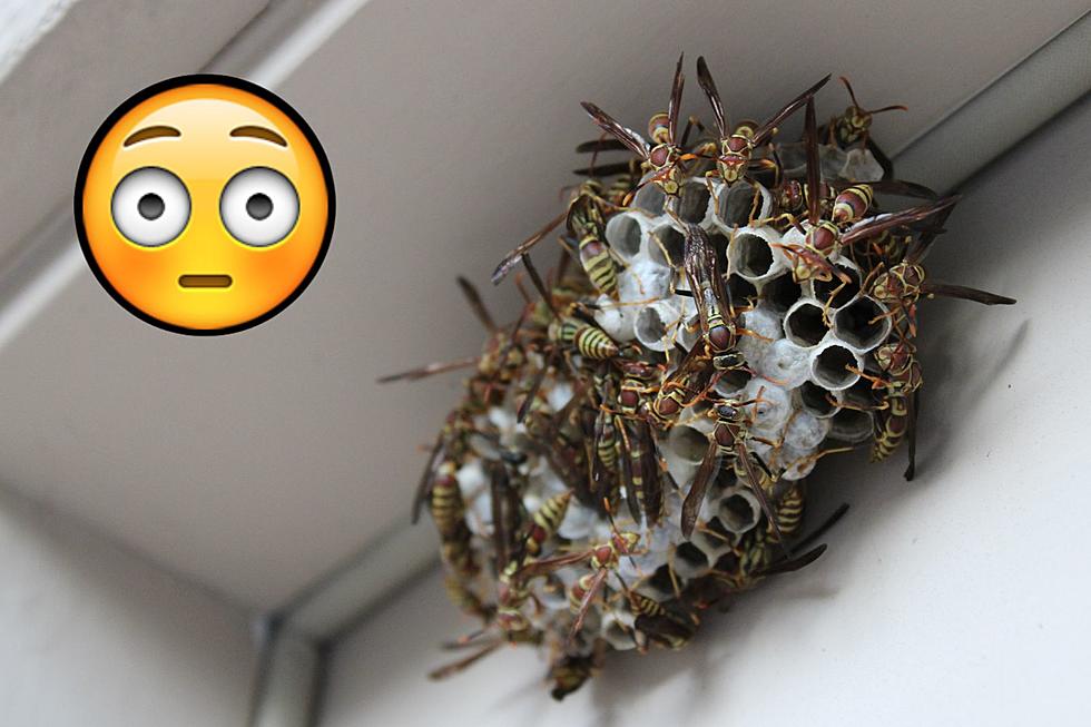 Video Shows Easy Way to Get Rid of Dangerous Wasps in Minnesota