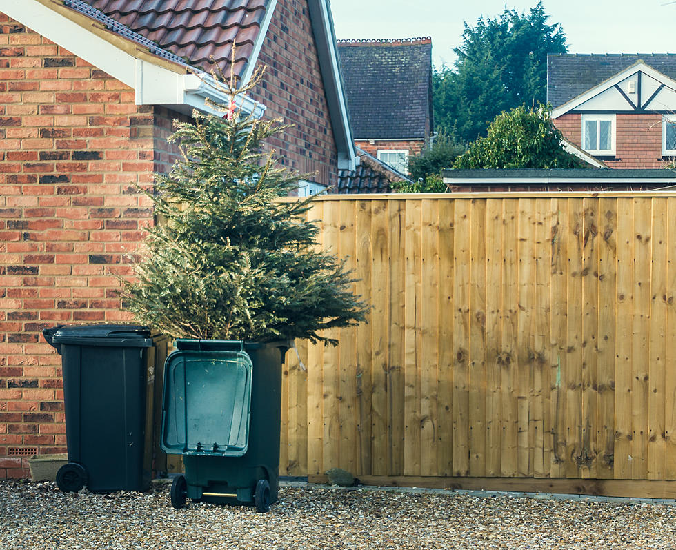 3 Easy Ways to Recycle Your Old Christmas Tree Near Rochester, Minnesota