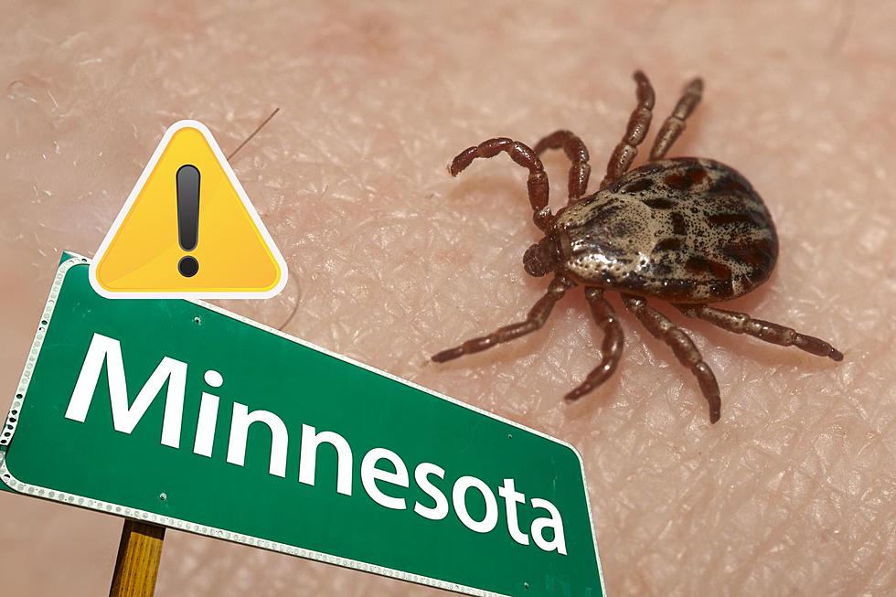 WARNING! Hungry Ticks Already On The Prowl In Minnesota