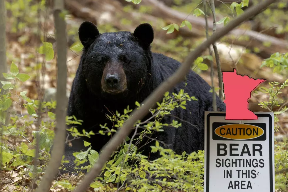 Exciting Bear Activity In Minnesota: Viral Video Captures Hearts