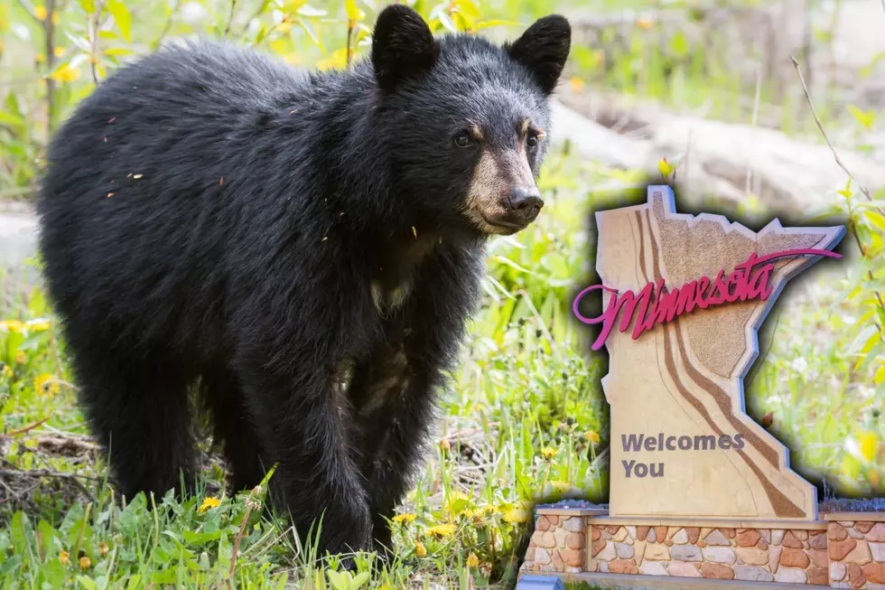 Black Bear Now Calling A Popular Zoo In Minnesota 'Home'