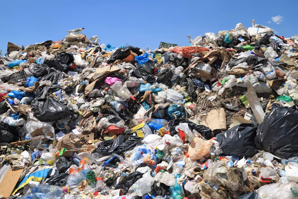 Garbage and seagulls