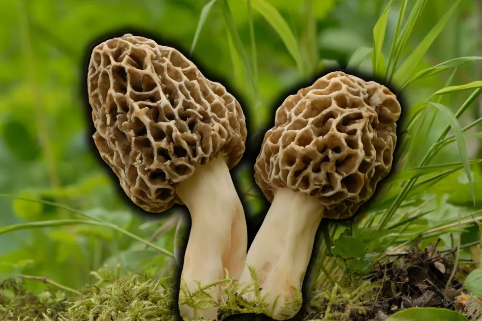 Four Easy Tips to Make Your Morel Hunting a Success in Minnesota
