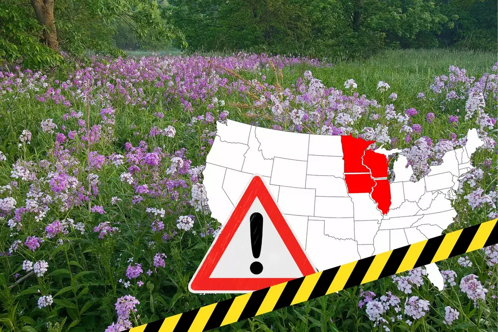 WARNING! Purple Flowers In Minnesota Are NOT What You Think!