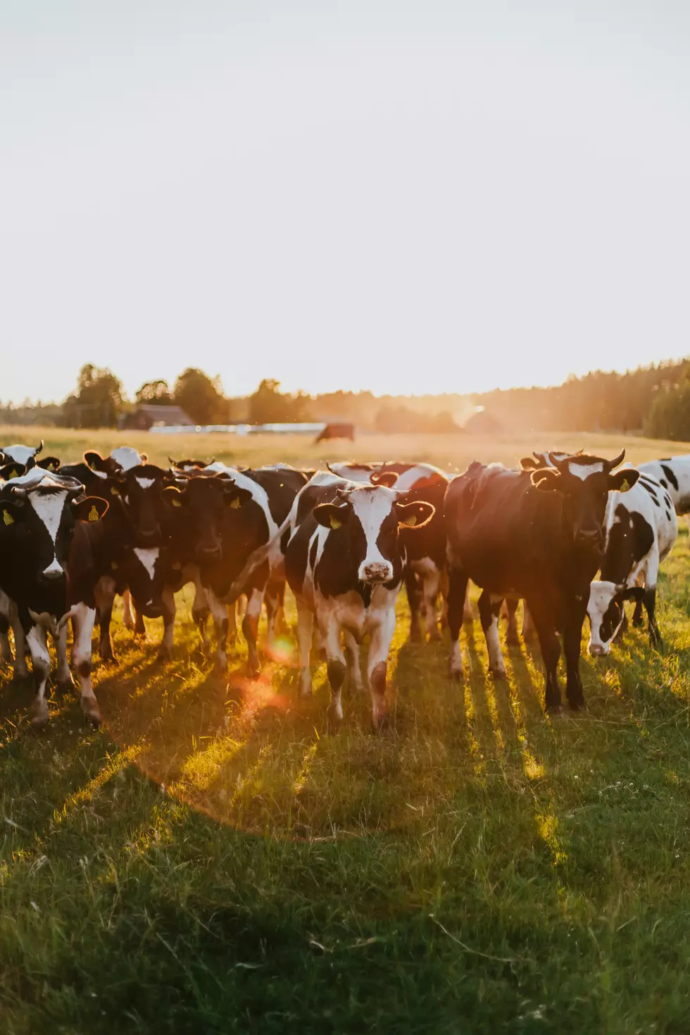 Photo by Daiga Ellaby on Unsplash