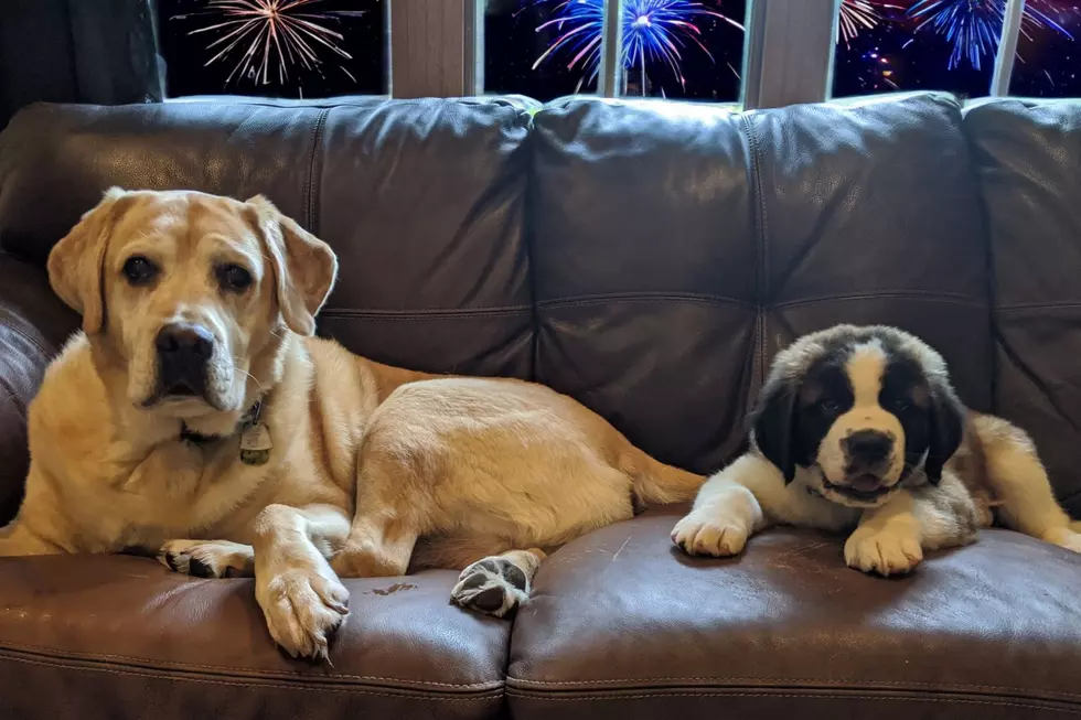 Top Tips For Your Dog To Beat Fireworks Fear in MN