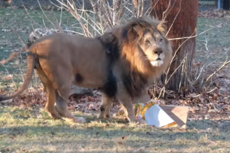 MN's Como Park Zoo Lion, Mumford, Faces Serious Health Setback
