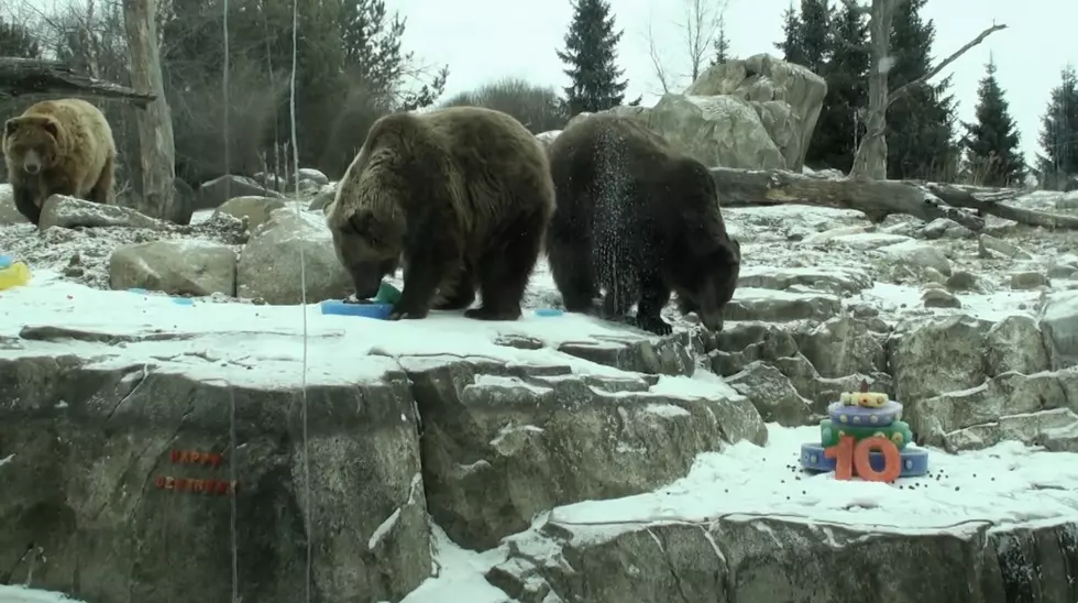 @MinnesotaZoo on YouTube
