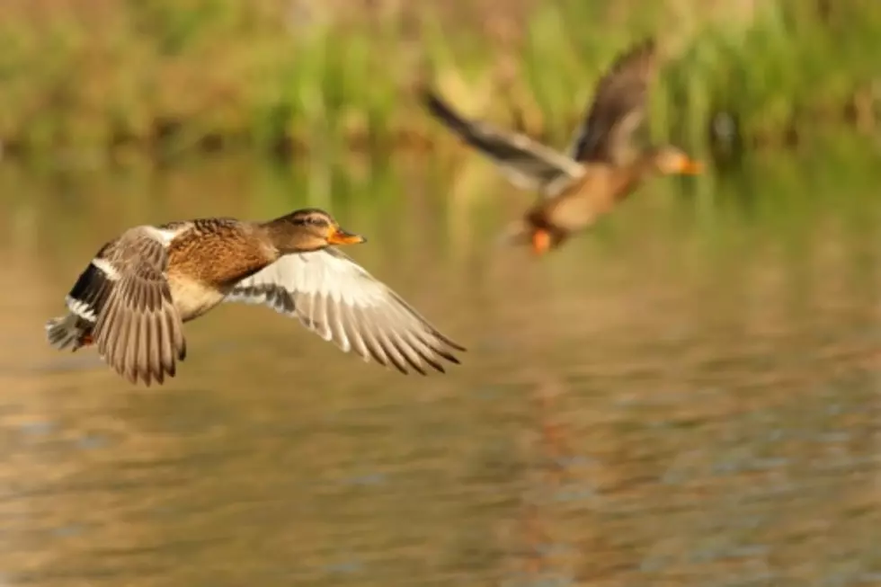 This is What Happens When You Get To Close To a Duck’s Nest [VIDEO]