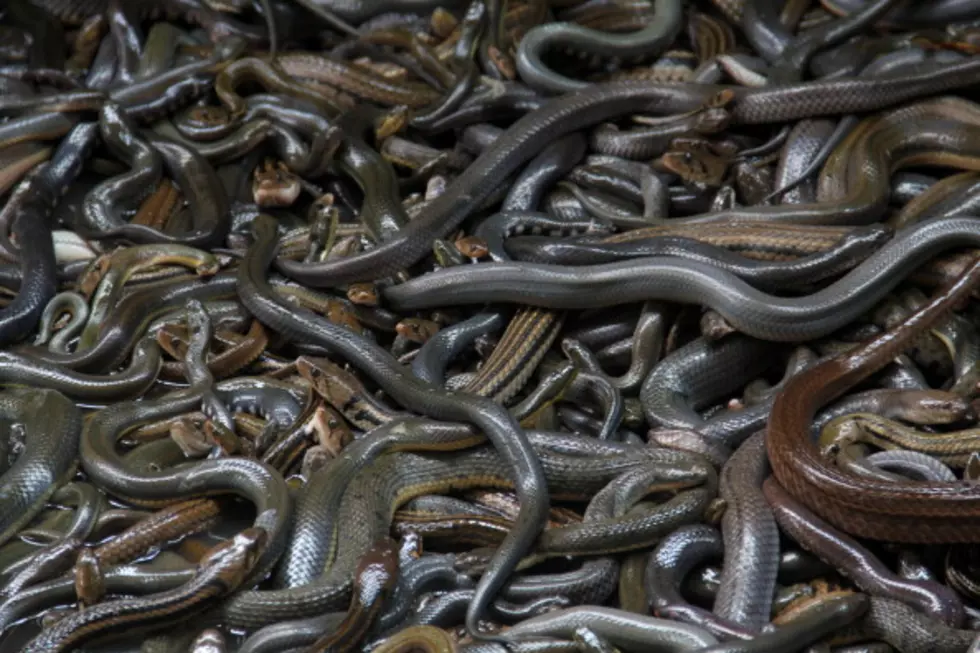 File This Under &#8216;Nope!&#8217; Snakes Shutdown Classroom in SC