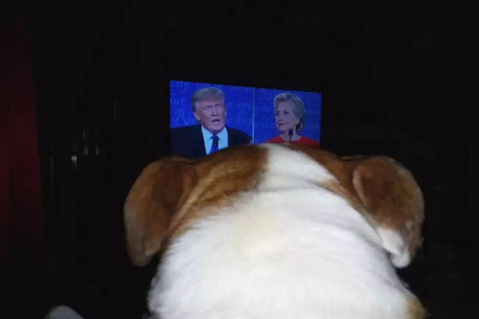 My Dog Was Not Happy With The Debates