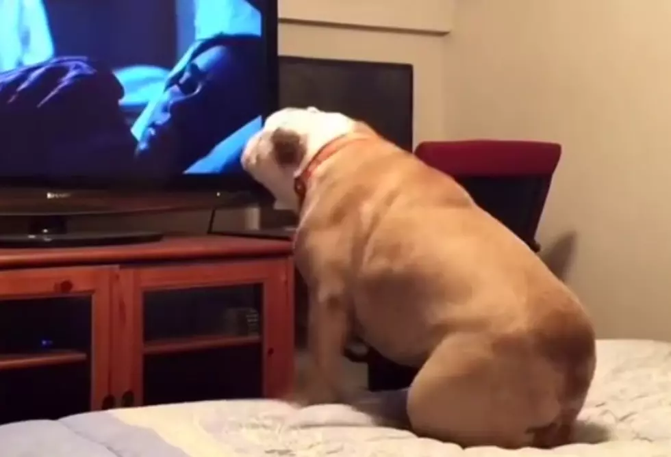 Bulldog Watches Horror Flick, Gets Super Into It