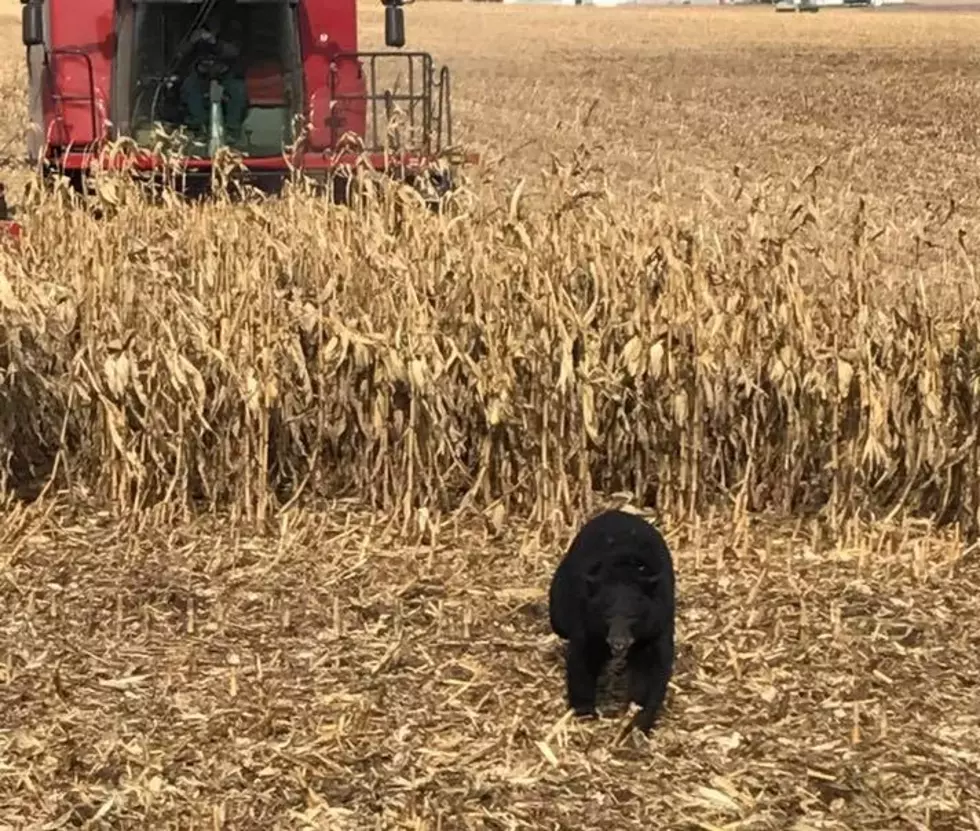 Bear Spotted An Hour Away From Rochester?