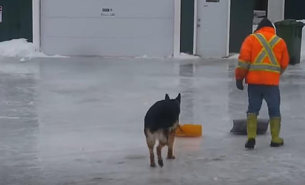 We Could Use This Snow-Shoveling Dog in Rochester Today