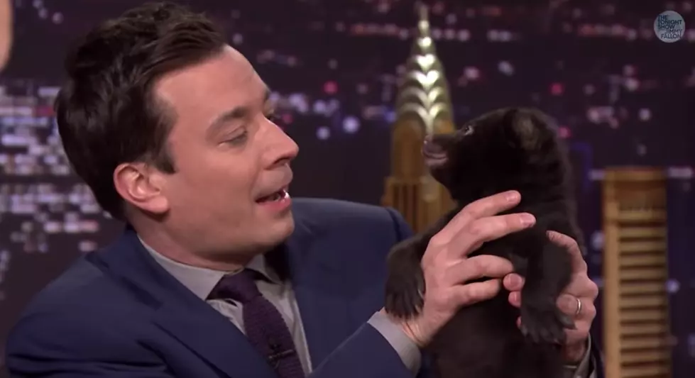 Jeff Musial Introduces Jimmy Fallon to a Baby Bear &#8211; See Him Live in Rochester!
