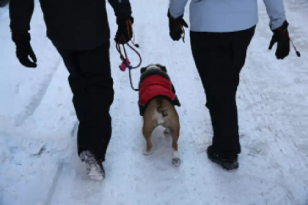 Why Was Anyone in Rochester Walking Their Dog on This Bitter Cold Morning?