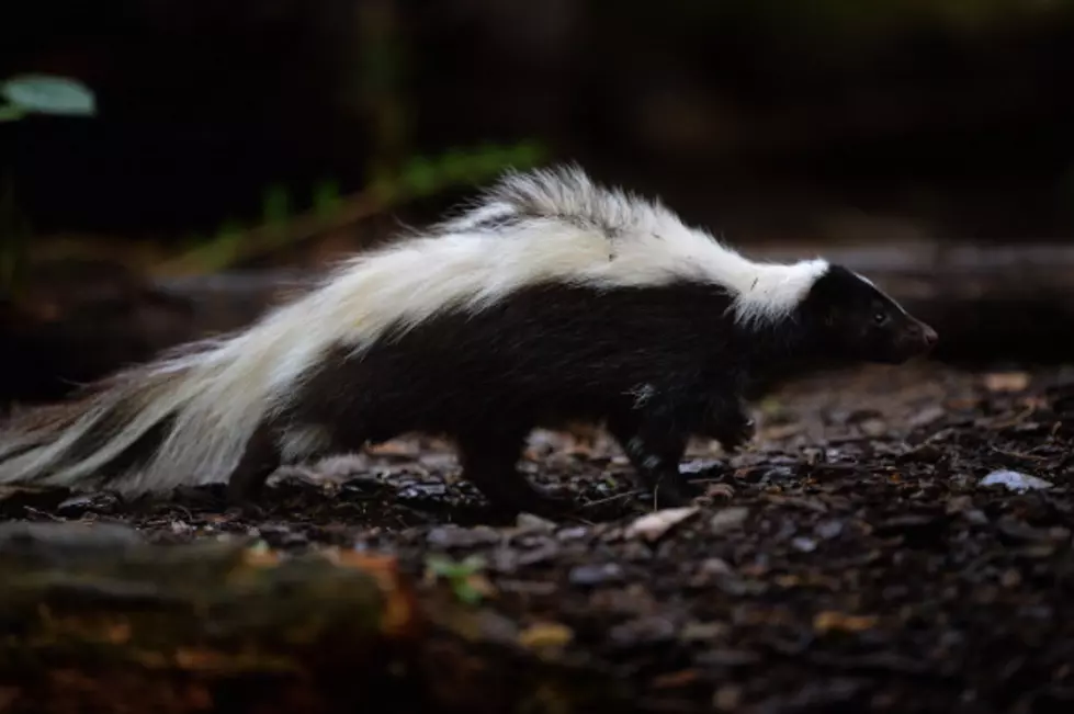 Skunk With Head Stuck In A Jar Rescued At Austin Gas Station