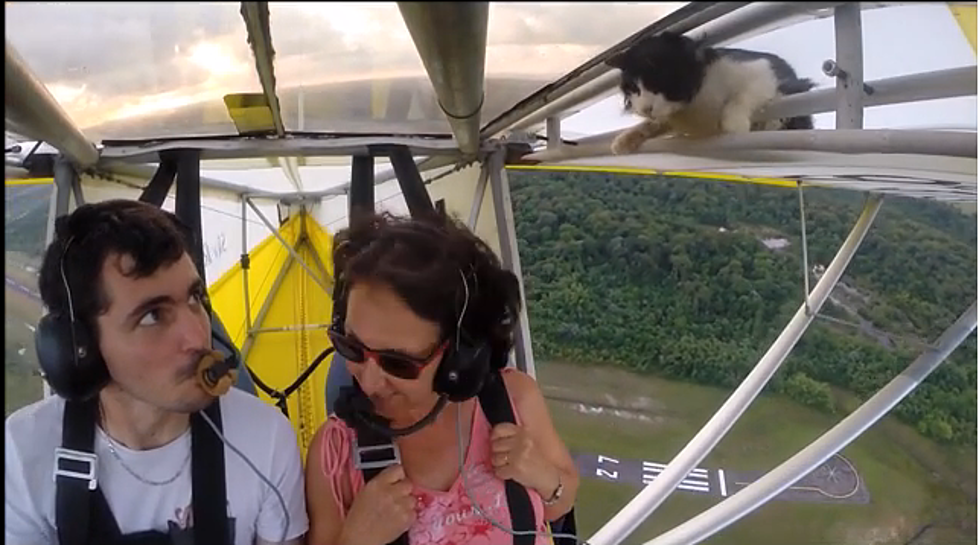 Stowaway Cat Hangs On For It’s Life On Glider