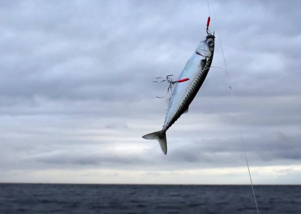 Fish Bras Makes Fishing a Whole Lot Sexier