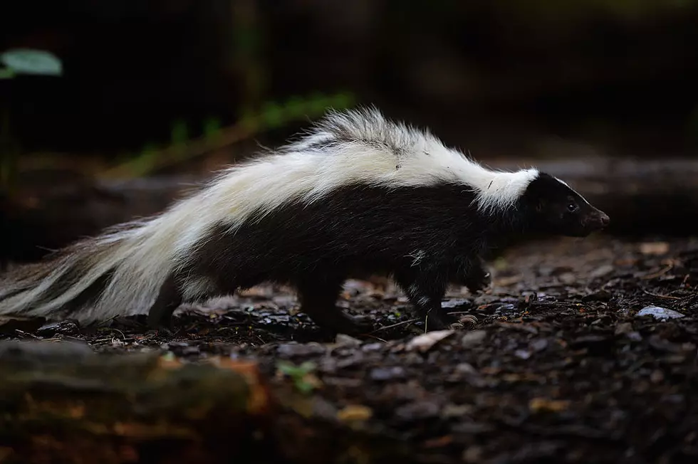 (Video) Watch What Happens When a Man Encounters an Odd Looking Skunk