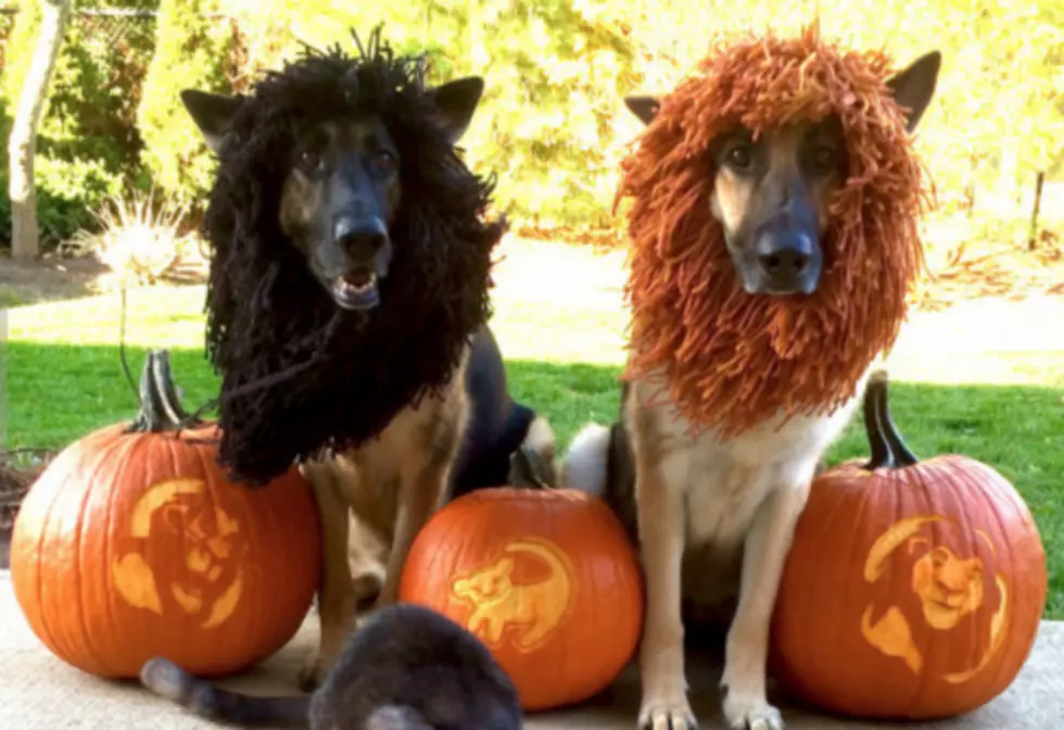 Samm&#8217;s Picks For The Best Halloween Costumes For Your Dog