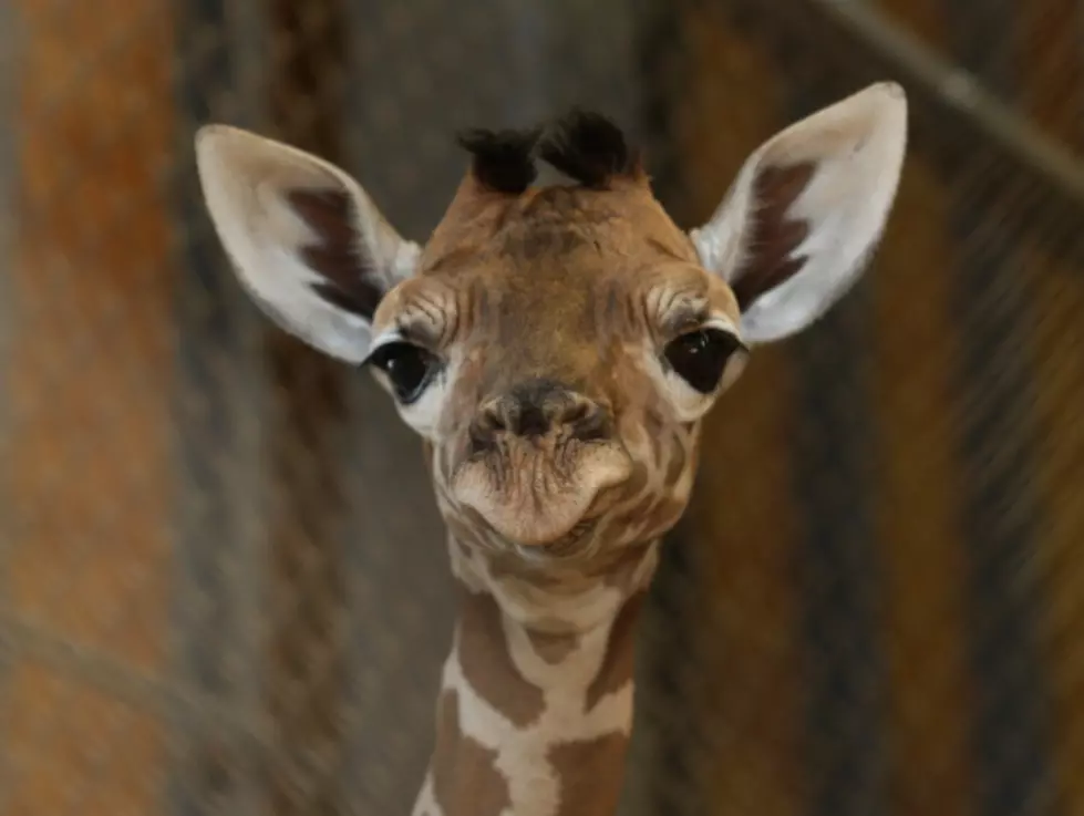 Watch a Giraffe Deliver her Baby