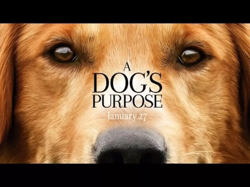 Producer of A Dog&#8217;s Purpose Says People Are &#8220;Overreacting&#8221;