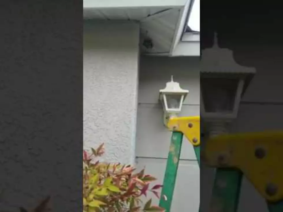 Unreal &#8211; Watch as Dude Destroys Wasp Nest With His Bare Hands