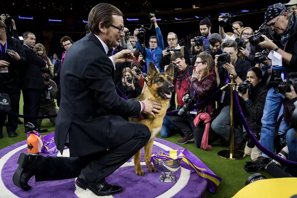 Wisconsin Dog Named After Adele Song Wins Westminster Show