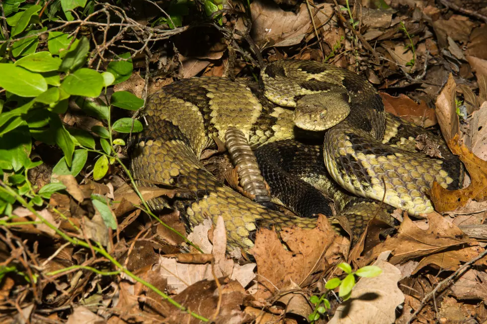 Afraid of Snakes? Look out for These Poisonous Species in Southeast Minnesota!