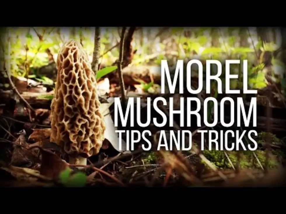 Tips for First-Time Morel Mushroom Hunters