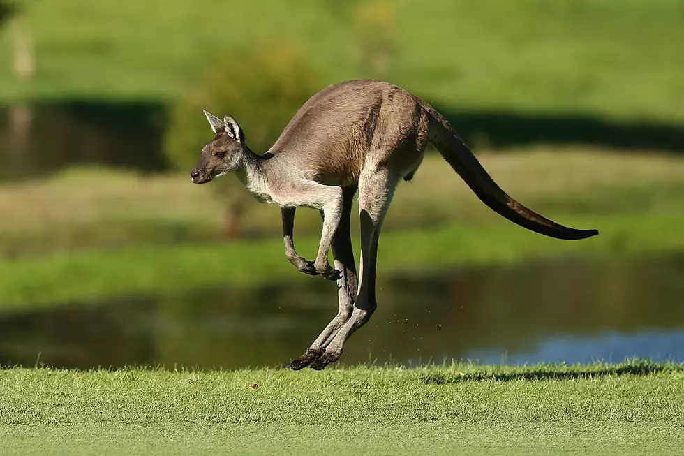 ‘Kangaroo Crossing” is a Short Drive from Rochester