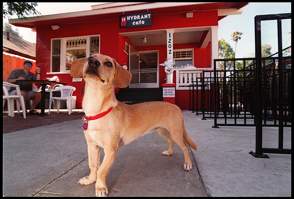 Should Dogs Be Allowed To Dine In Rochester Restaurants?