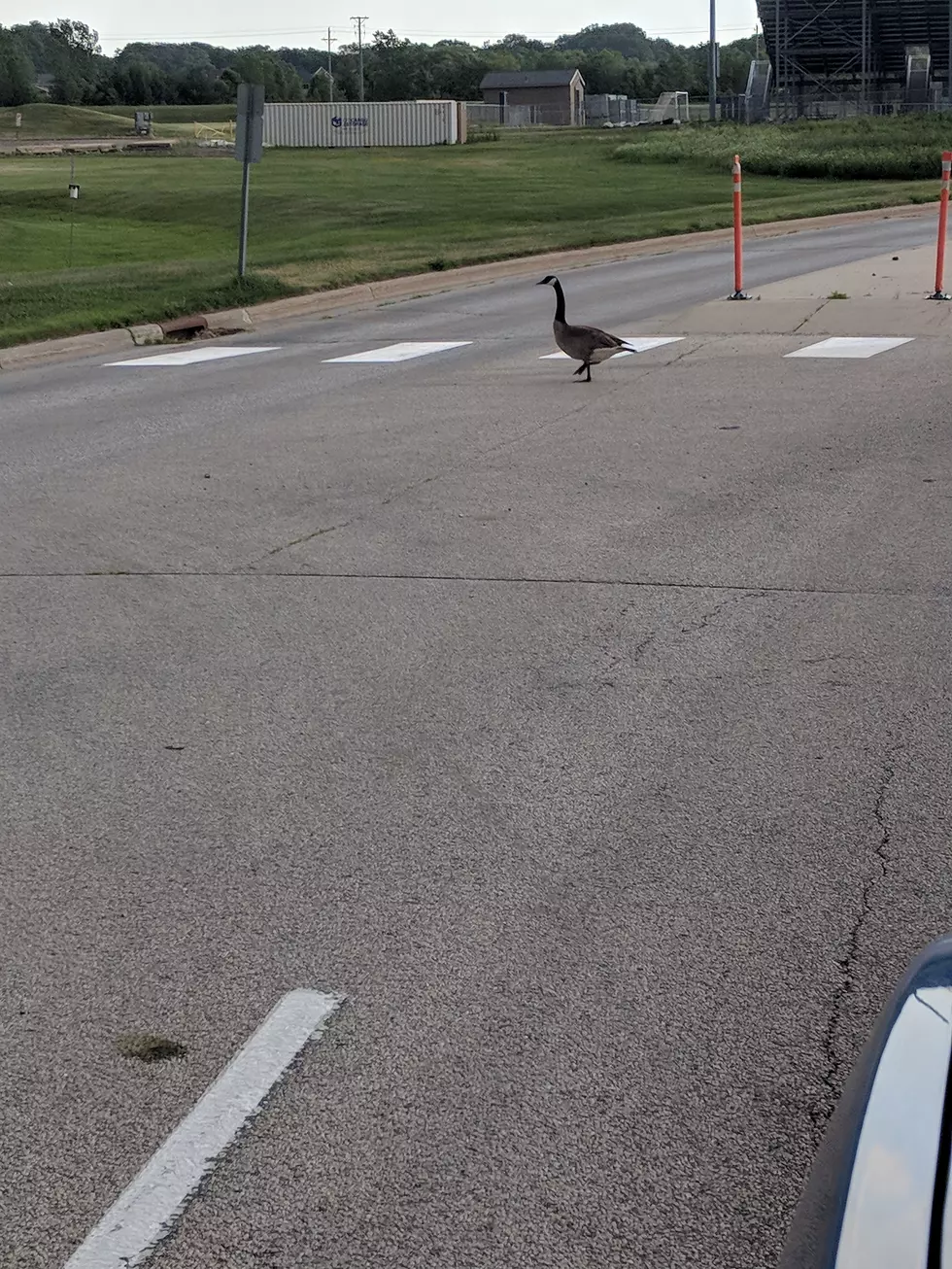 The Geese in Rochester Don’t Need Your Food