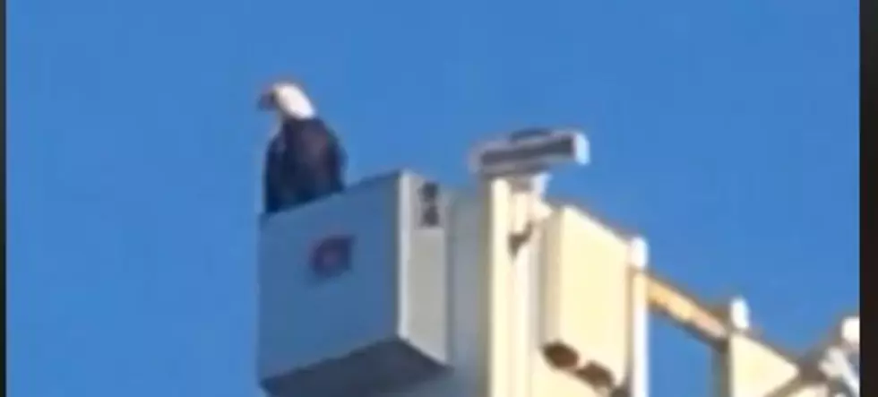 Unplanned Eagle Takes Post At 9/11 Tribute